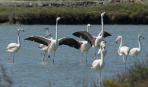 flamingos in their natural environment 